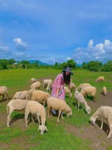 Check-in cùng đàn cừu trắng tại đồi cừu Phước Thái trong tour 1 ngày