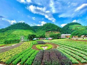Mộc Châu(Sơn La)