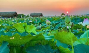 Đầm sen Đồng Tháp – Khám phá 13 tỉnh ở miền Tây