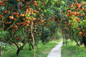 Vườn trái cây Tiền Giang – Khám phá 13 tỉnh ở miền Tây
